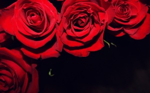 red-roses-224889